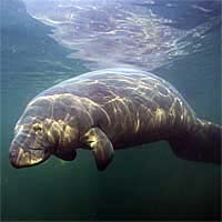 Manatee