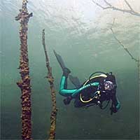 Underwater Forest