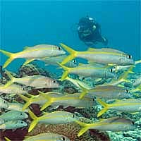 Reef Fish