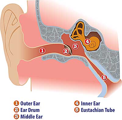 Anatomy of the Ear