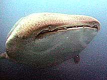 Whale Shark